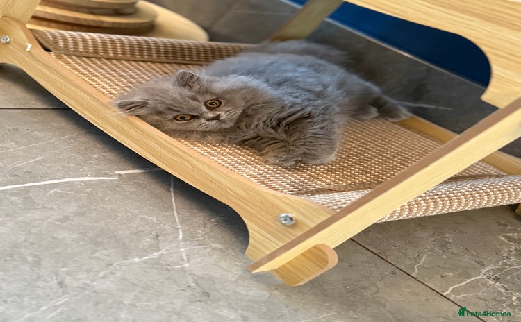 British Longhair cats - Advert 1