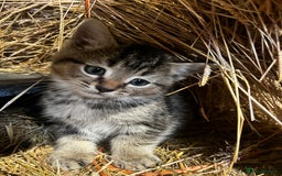 Mixed Breed cats for sale: Mixed coloured kittens looking for new homes!  - Image 10