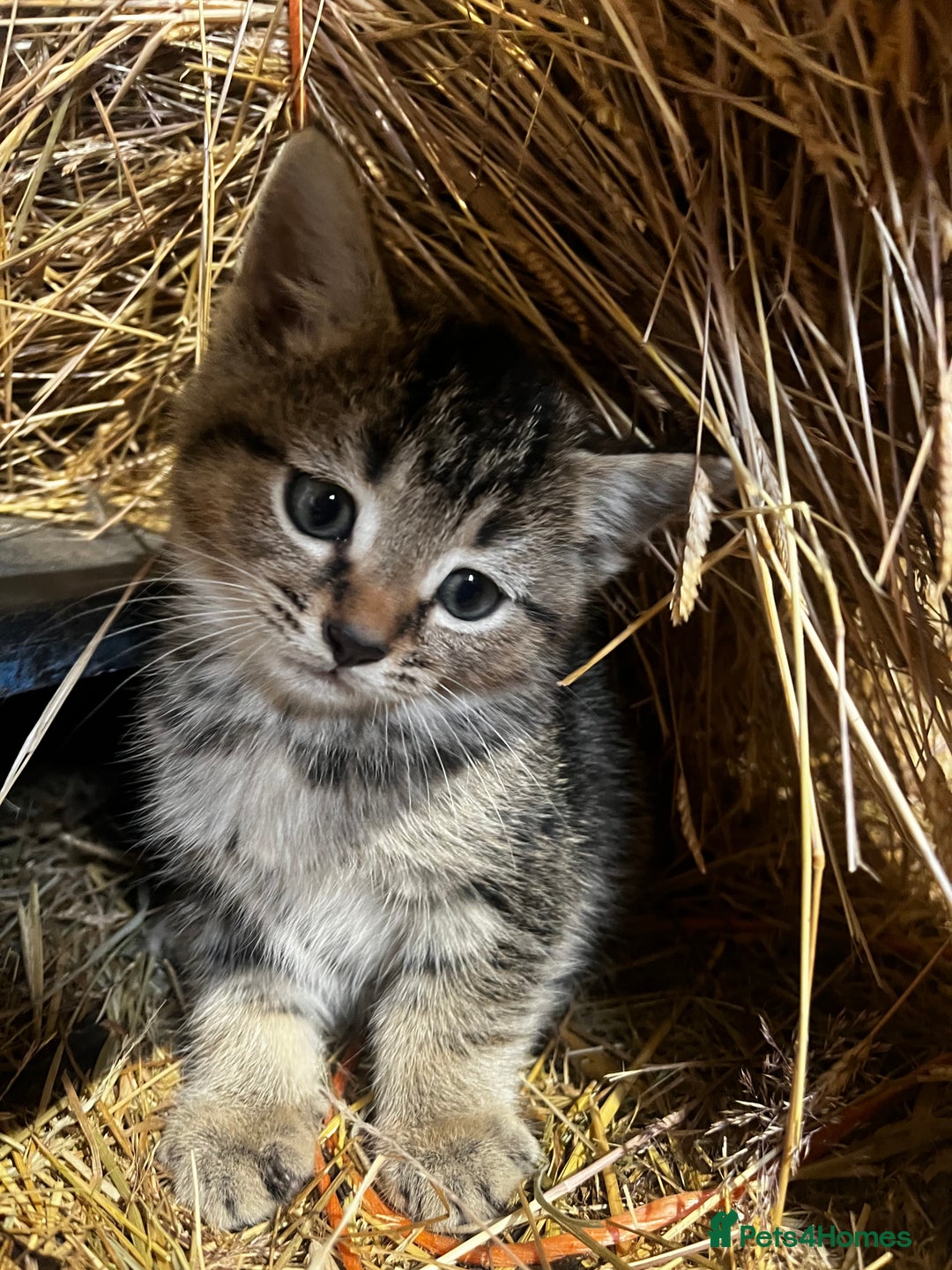 Mixed Breed cats for sale: Mixed coloured kittens looking for new homes!  - Image 10