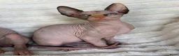 Sphynx cats for sale: Beautiful Sphynx Girl Ready for Her Forever Home  - Advert 12