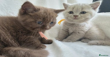 British Shorthair cats - Advert 13