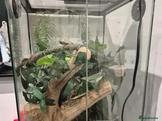 Gecko reptiles Crested gecko with enclosure - Advert 1