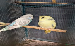 Budgerigars birds for sale: Baby budgies  - Image 2