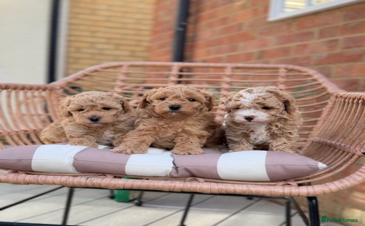 Cavapoochon dogs - Advert 1