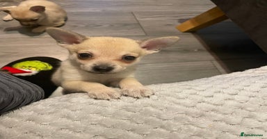 Miniature Pinscher dogs Lovely miniature pinscher x Pomeranian puppyes - Advert 4