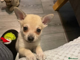 Miniature Pinscher dogs Lovely miniature pinscher x Pomeranian puppyes - Advert 5