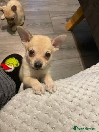 Miniature Pinscher dogs Lovely miniature pinscher x Pomeranian puppyes - Advert 5