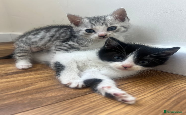 Mixed Breed cats - Advert 6
