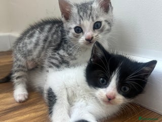 Mixed Breed cats - Advert 34