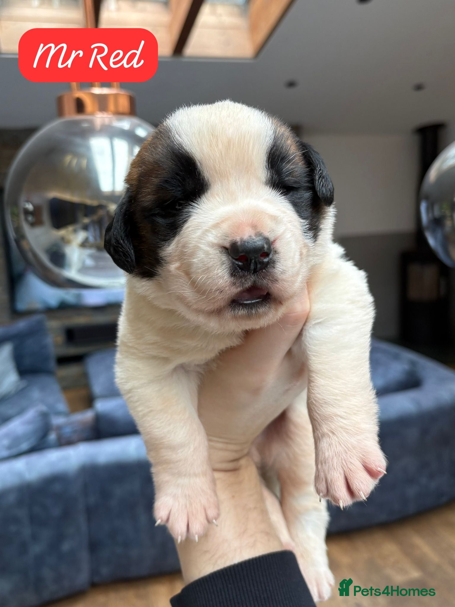 Saint Bernard dogs Outstanding Saint Bernard KC Reg Puppies  - Advert 2
