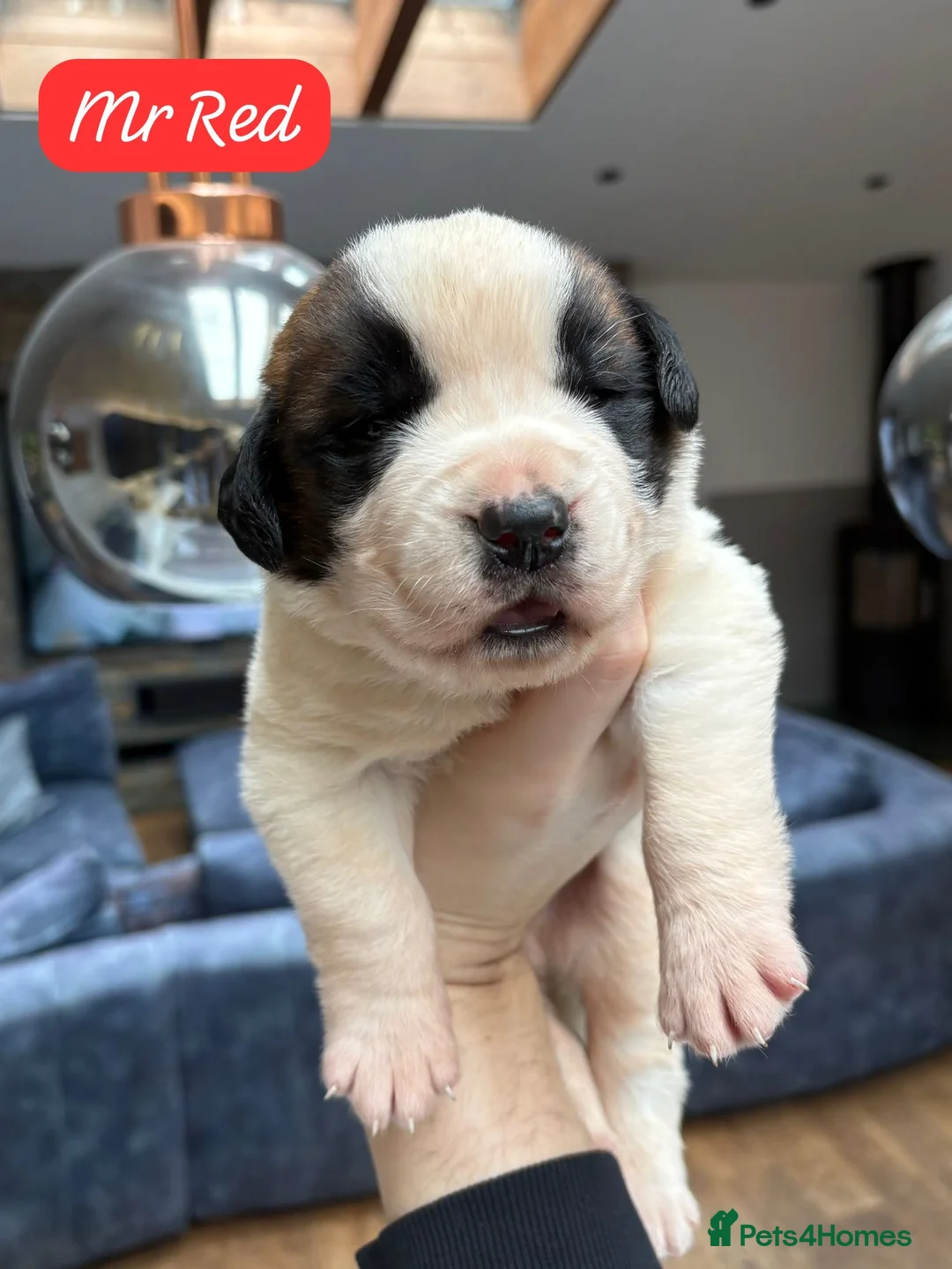 Saint Bernard dogs for sale: Outstanding Saint Bernard KC Reg Puppies  - Advert 1