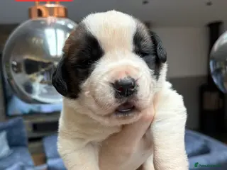 Saint Bernard dogs Outstanding Saint Bernard KC Reg Puppies - Advert 2