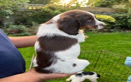 English Springer Spaniel dogs for sale: Traditional English springer spaniels  - Image 22