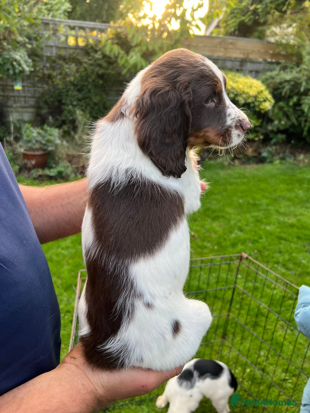 English Springer Spaniel dogs for sale: Traditional English springer spaniels  - Image 22