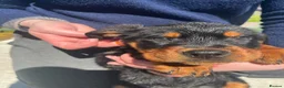 Rottweiler dogs for sale: Puppies - Advert 21