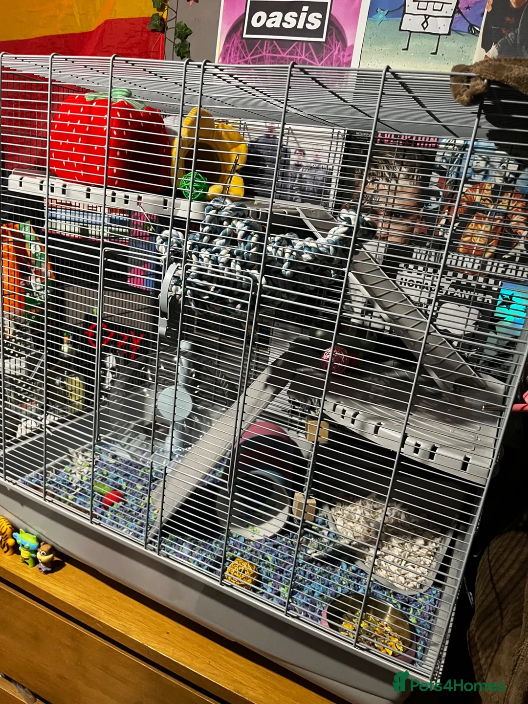 Rat rodents for sale: 3 Male Dumbo Rats in Stratford-upon-Avon - Advert 3