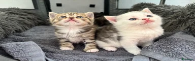British Shorthair Kitten 1
