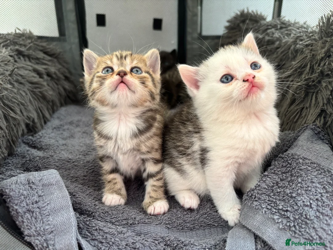 British Shorthair cats for sale: Female British ShortHair X  - Advert 5