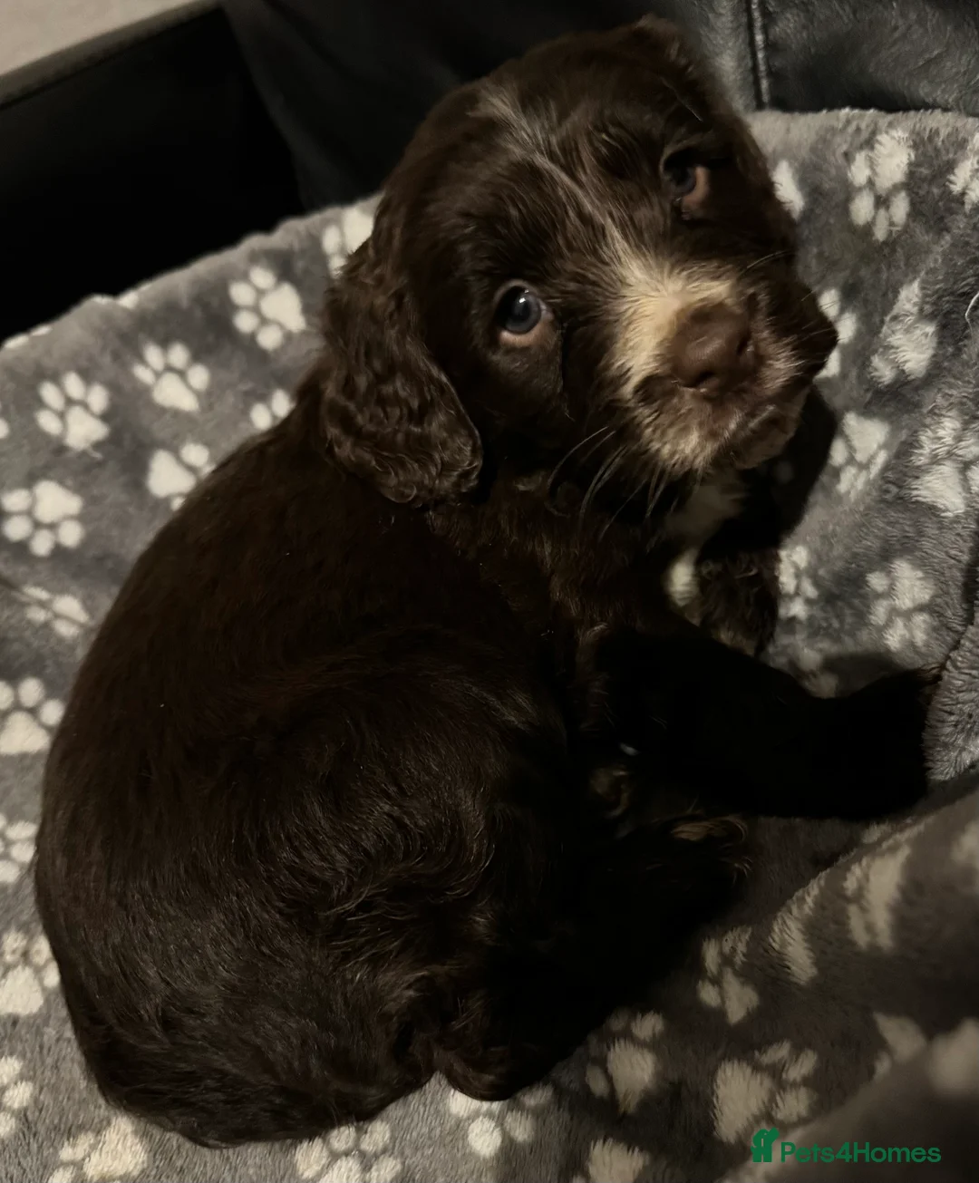 Mixed Breed dogs for sale: Gorgeous litter of 6 puppies  - Advert 5