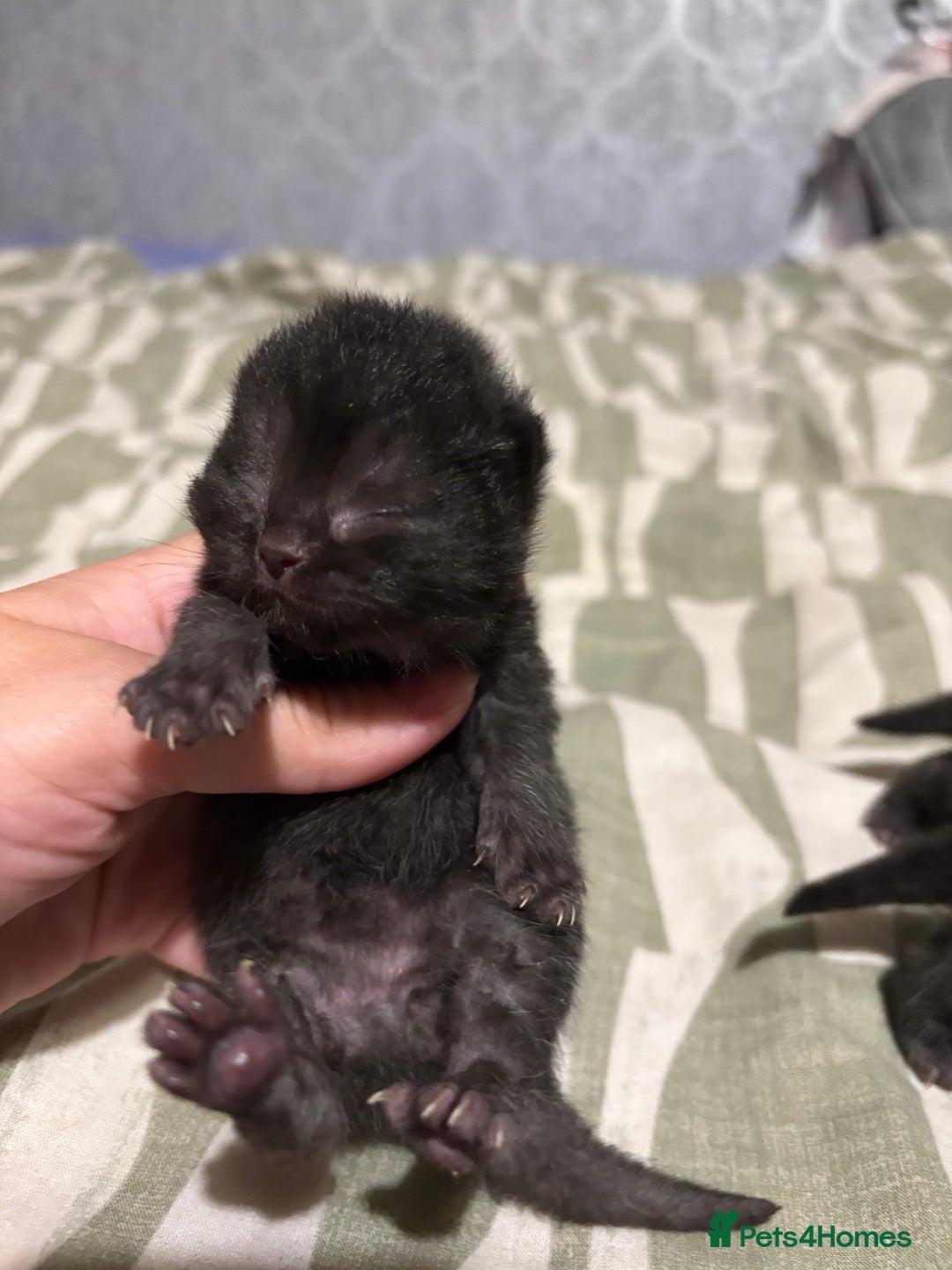 British Shorthair cats for sale: Pure British shorthair  - Image 9