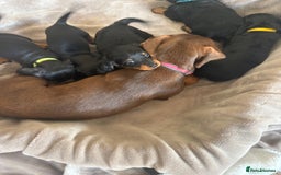 Dachshund dogs for sale: Dachshund  - Image 23
