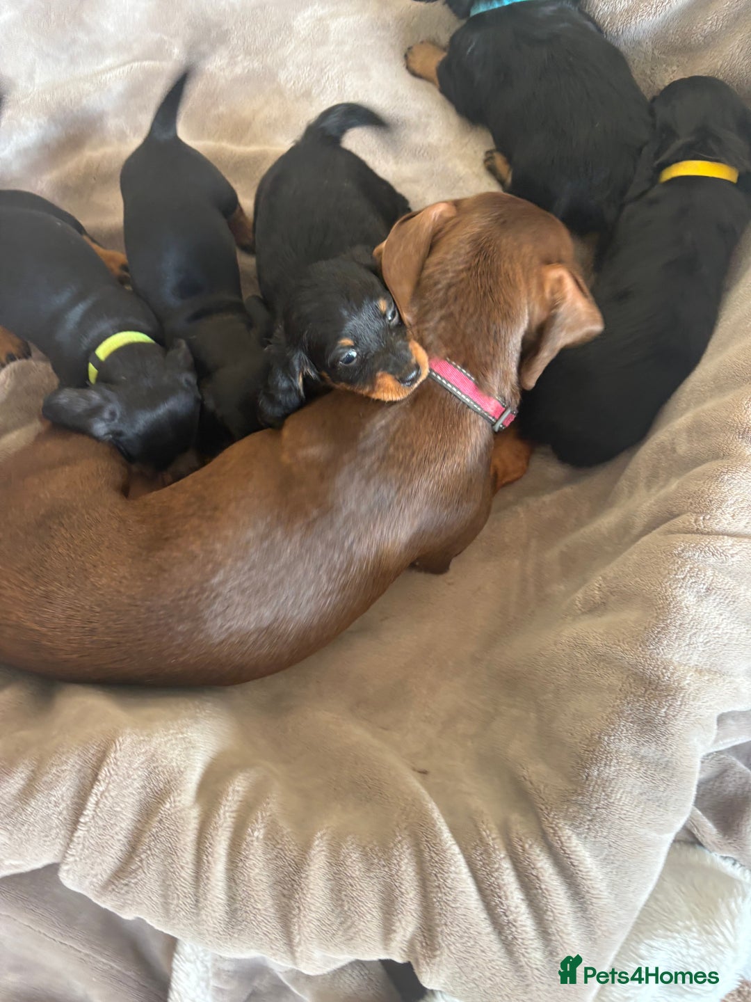 Dachshund dogs for sale: Dachshund  - Image 23