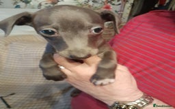Italian Greyhound dogs for sale: Italian Greyhound Puppies - Image 3
