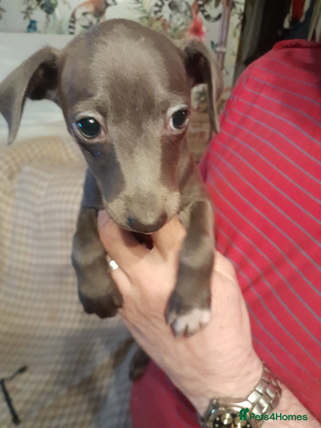 Italian Greyhound dogs for sale: Italian Greyhound Puppies - Image 3
