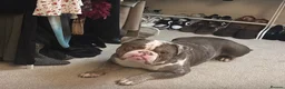 Mixed Breed dogs for sale: FREE rehome - American Bulldog Ace - Advert 2