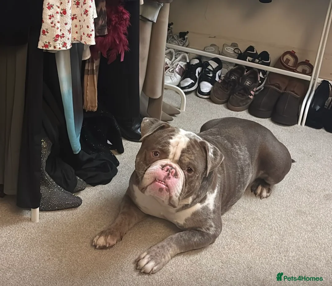Mixed Breed dogs for sale: FREE rehome - American Bulldog Ace - Advert 2
