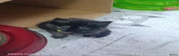 Mixed Breed cats for sale: Four girls. - Advert 14