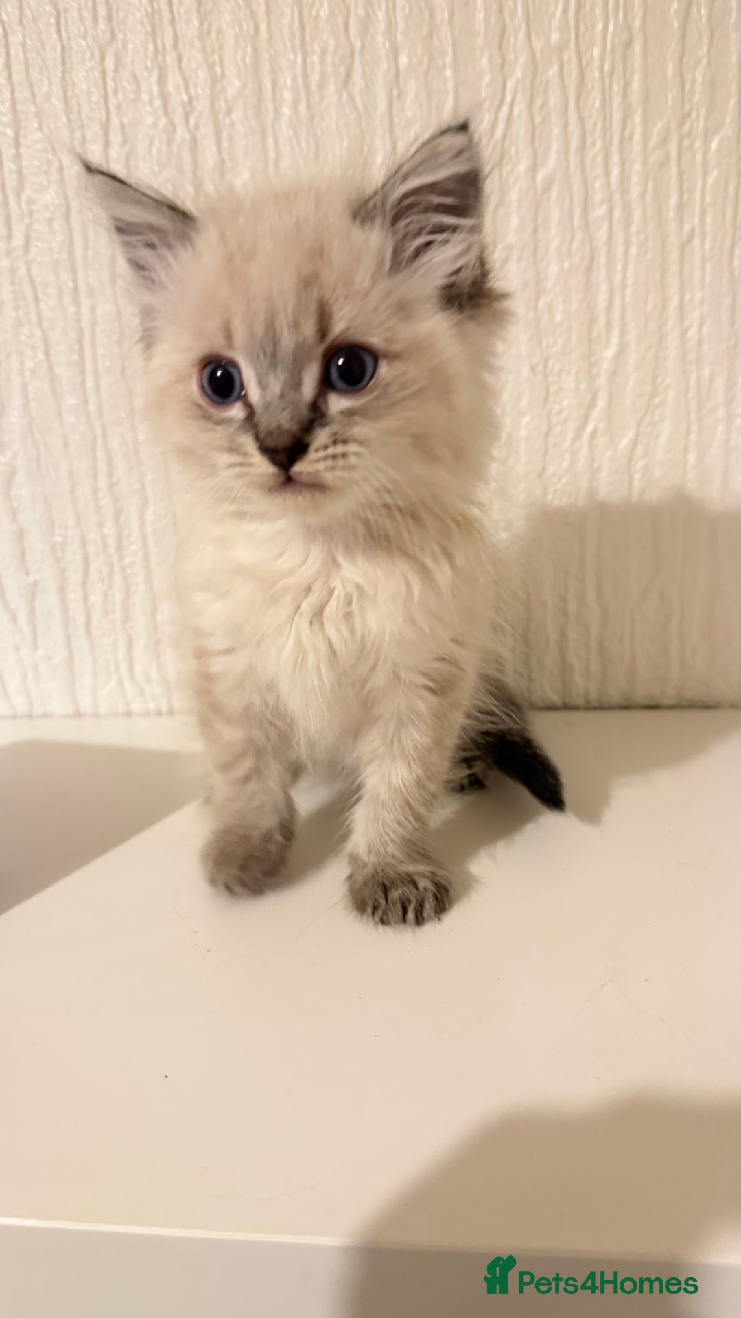 Ragdoll cats for sale: Beautiful ragdoll kitten  - Advert 7