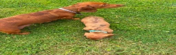 Miniature Dachshund dogs for sale: Beautiful Miniature Dachshunds 🐾 in Wednesbury - Advert 16