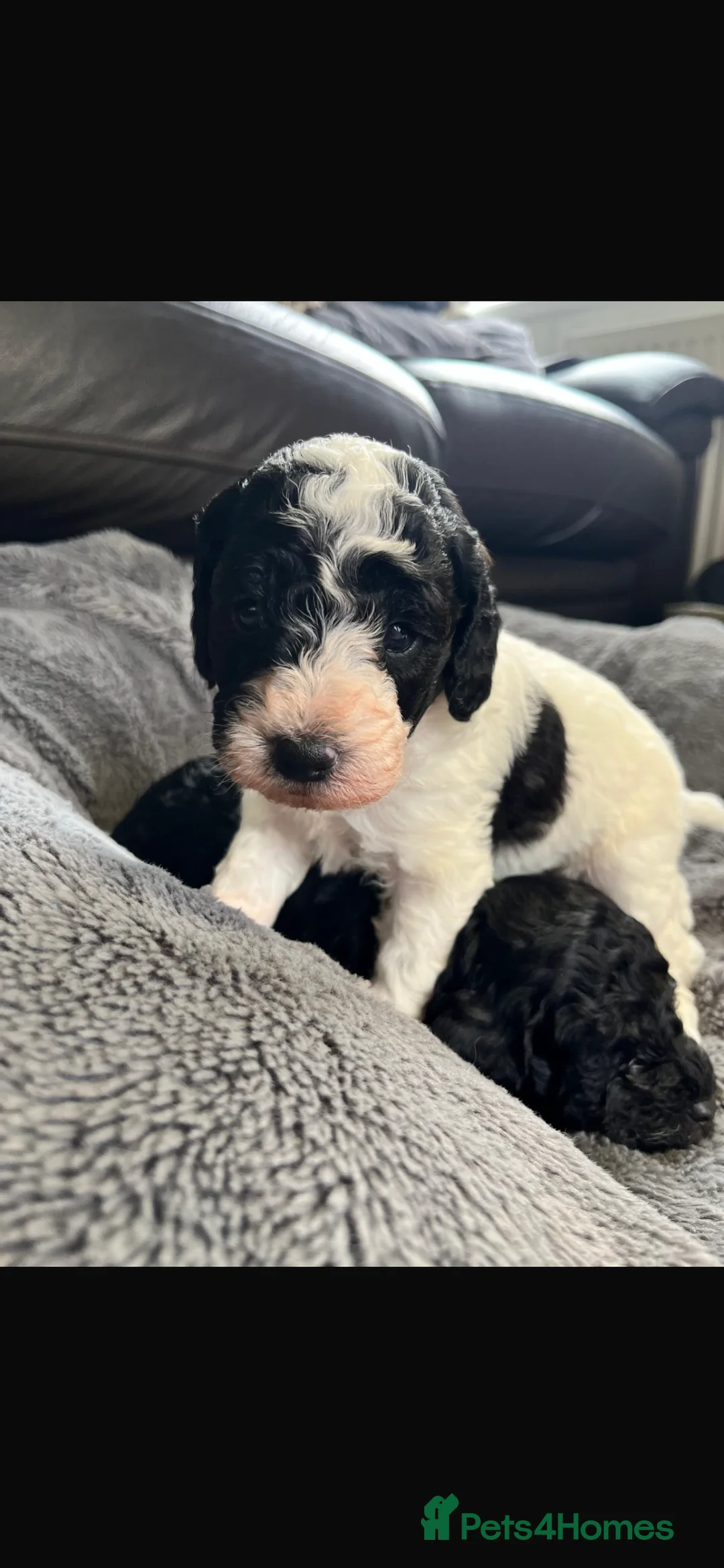 Cavapoo dogs for sale: Stunning litter Cavapoo pups  in Hereford - Advert 5