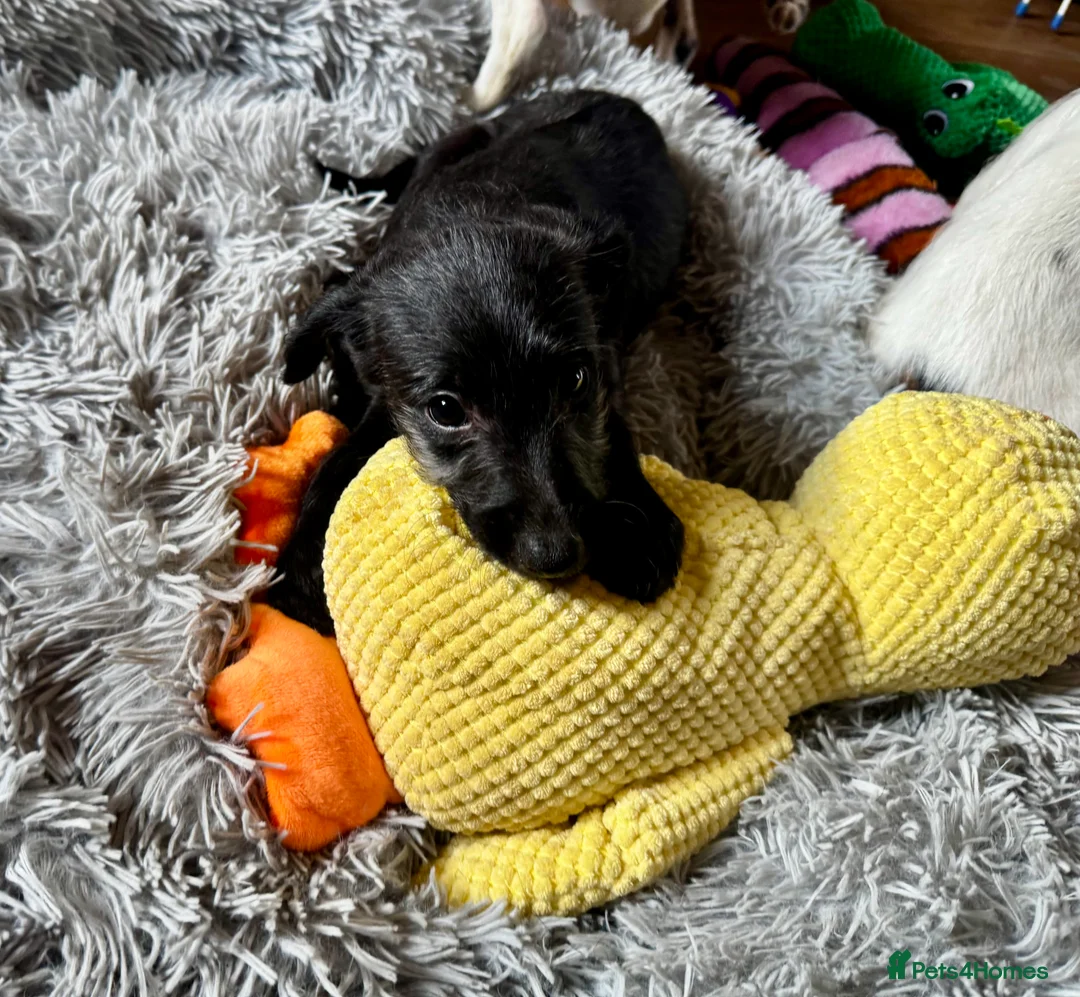 Mixed Breed dogs for sale: Whippet x Poodle READY NOW - Advert 21