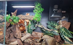 Snake reptiles for sale: 9 month old royal python plus complete set up - Image 6