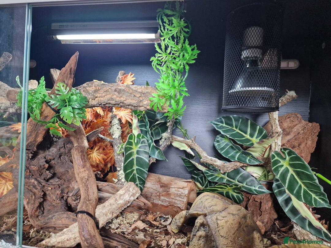 Snake reptiles for sale: 9 month old royal python plus complete set up - Image 6