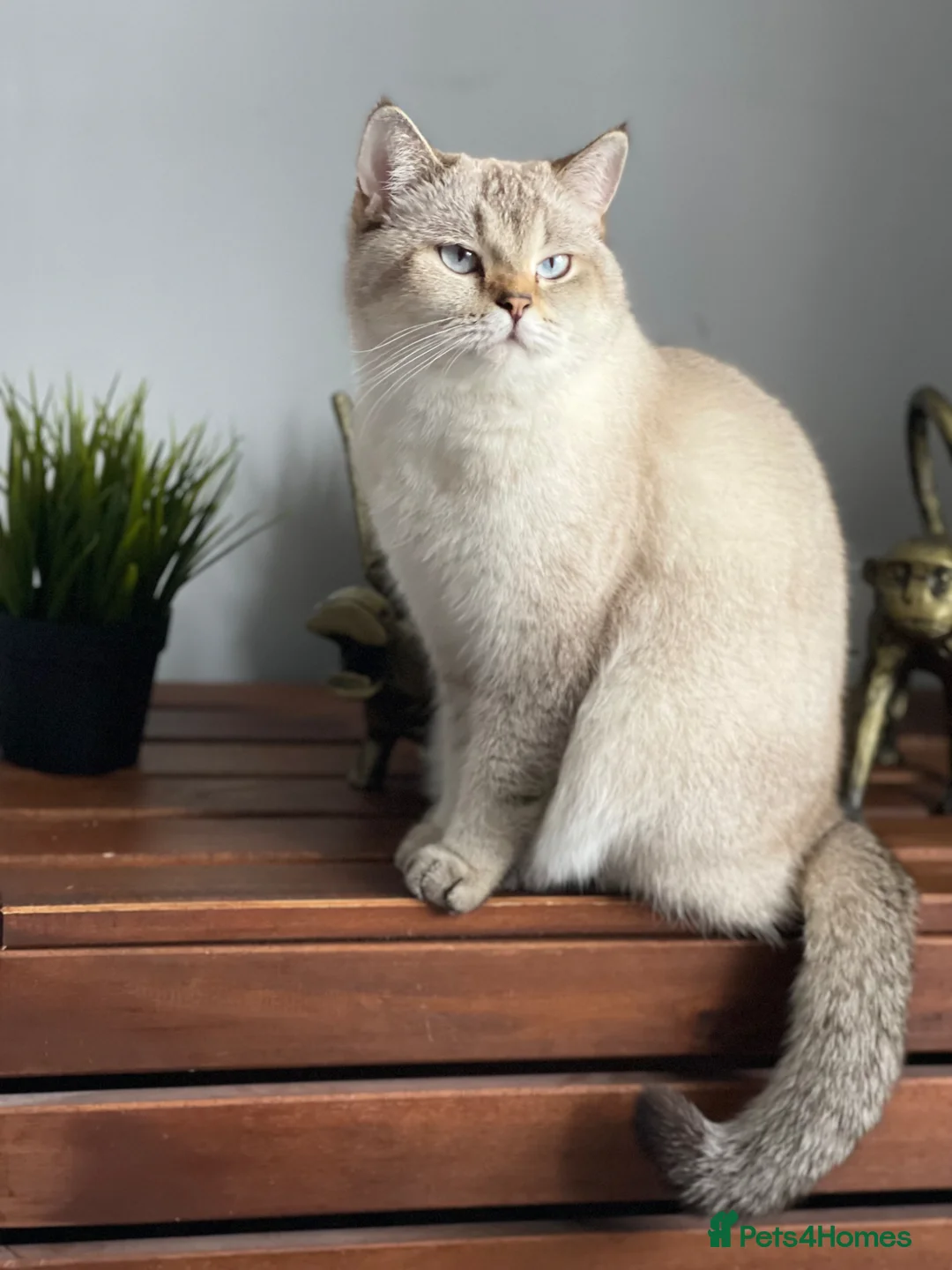 British Shorthair cats for sale: British kittens - Advert 1