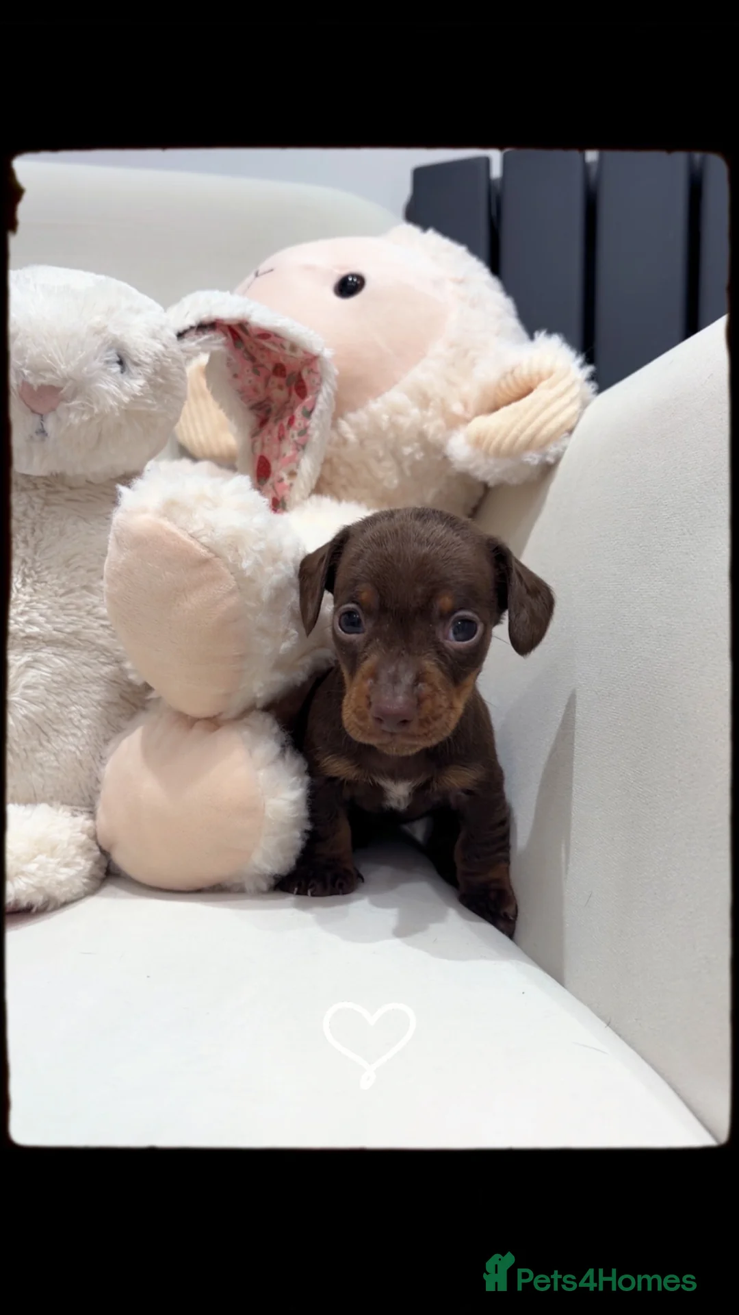 Dachshund dogs for sale: Mini dachshund puppies  - Advert 1