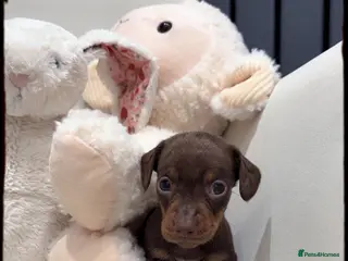 Dachshund dogs Mini dachshund puppies - Advert 18