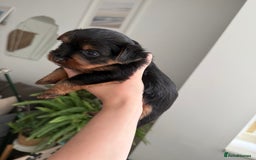 Yorkshire Terrier dogs for sale: ❤️Last girl available Miniature yorkshire terrier - Image 33