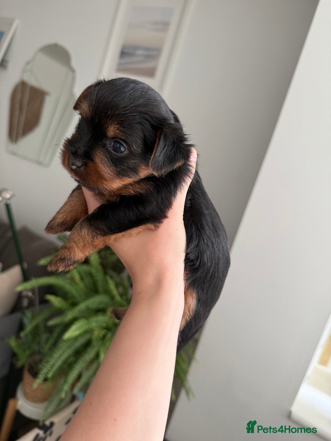 Yorkshire Terrier dogs for sale: ❤️Last girl available Miniature yorkshire terrier - Image 33