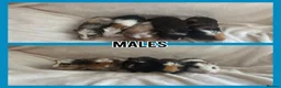 Guinea Pig rodents for sale: BABY GUINEA PIGS READY NOW  - Advert 8