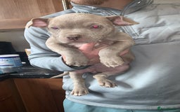 American Bully dogs for sale: Micro / pocket bully’s  - Image 4