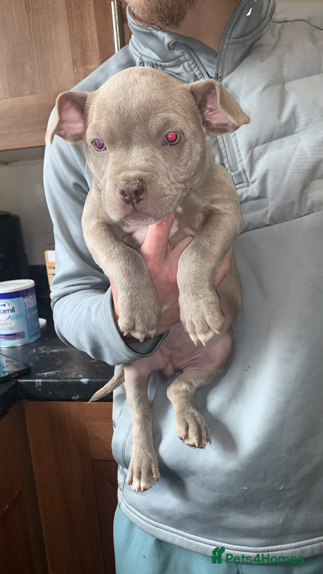 American Bully dogs for sale: Micro / pocket bully’s  - Image 4