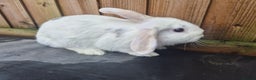 Mixed Breed rabbits for sale: Ready for new homes now - Advert 3