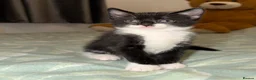 Domestic Shorthair cats for sale: Oreo💙 & Pookie💕 - Advert 3