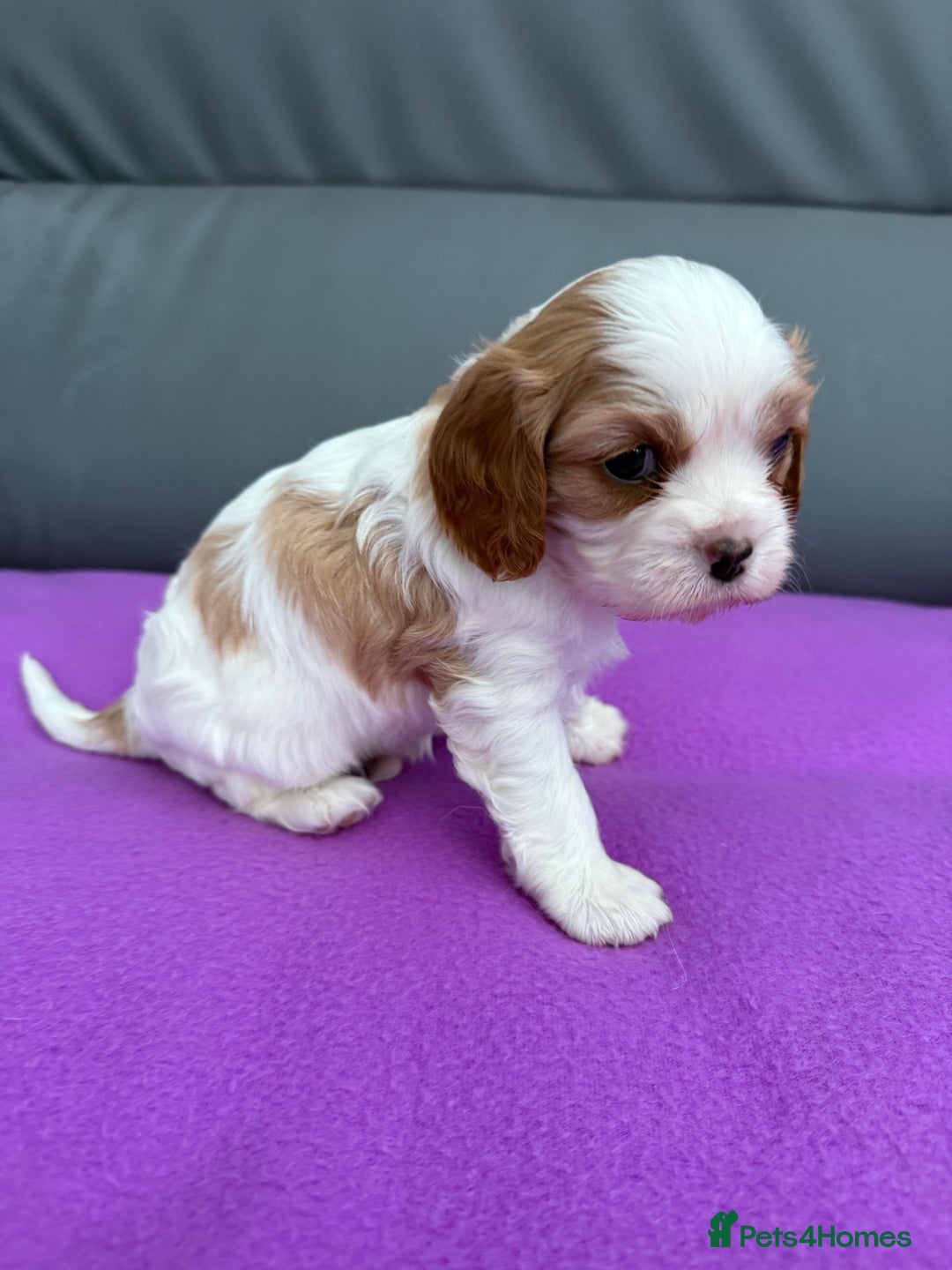 Cavalier King Charles Spaniel dogs for sale: Adorable Cavalier King Charles Spaniel  - Advert 4