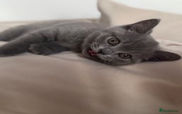 British Shorthair cats for sale: British Shorthair Male Kitten Grey - Image 6