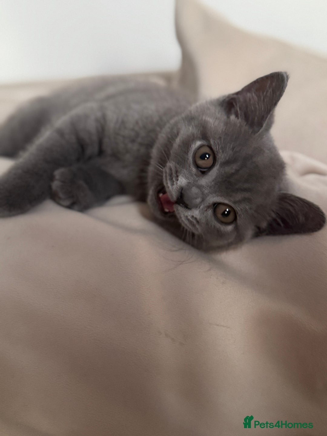 British Shorthair cats for sale: British Shorthair Male Kitten Grey - Image 6